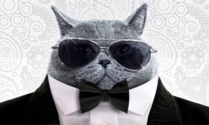 class_cat