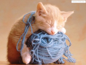 real_3989_chaton_endormi_sur_pelote_de_laine