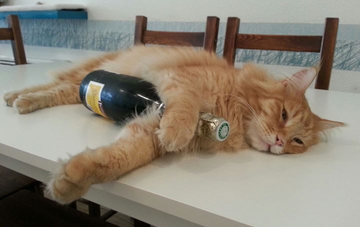 10 ans de Nyan !!